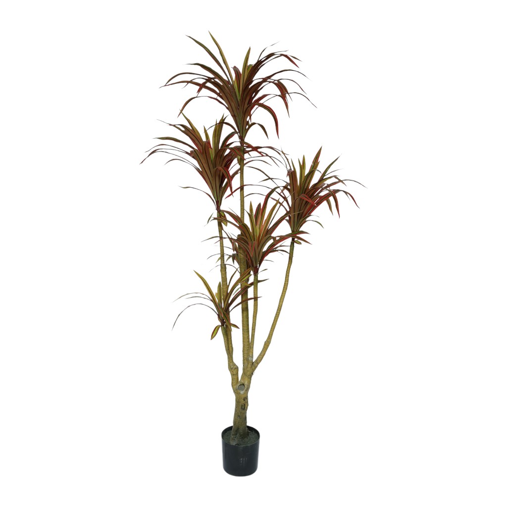 Dracaena Artificial 2m