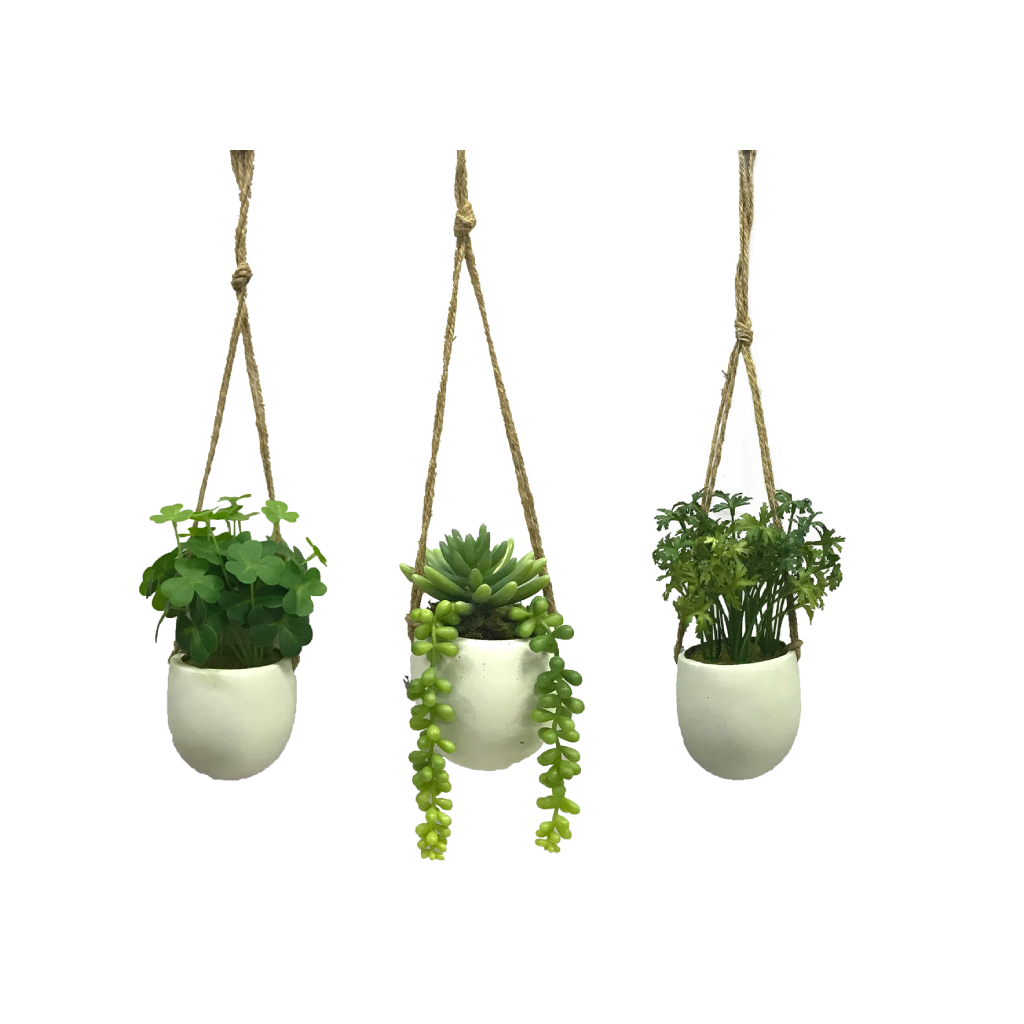 Plantas Suculentas Colgantes Surtidas 12cm