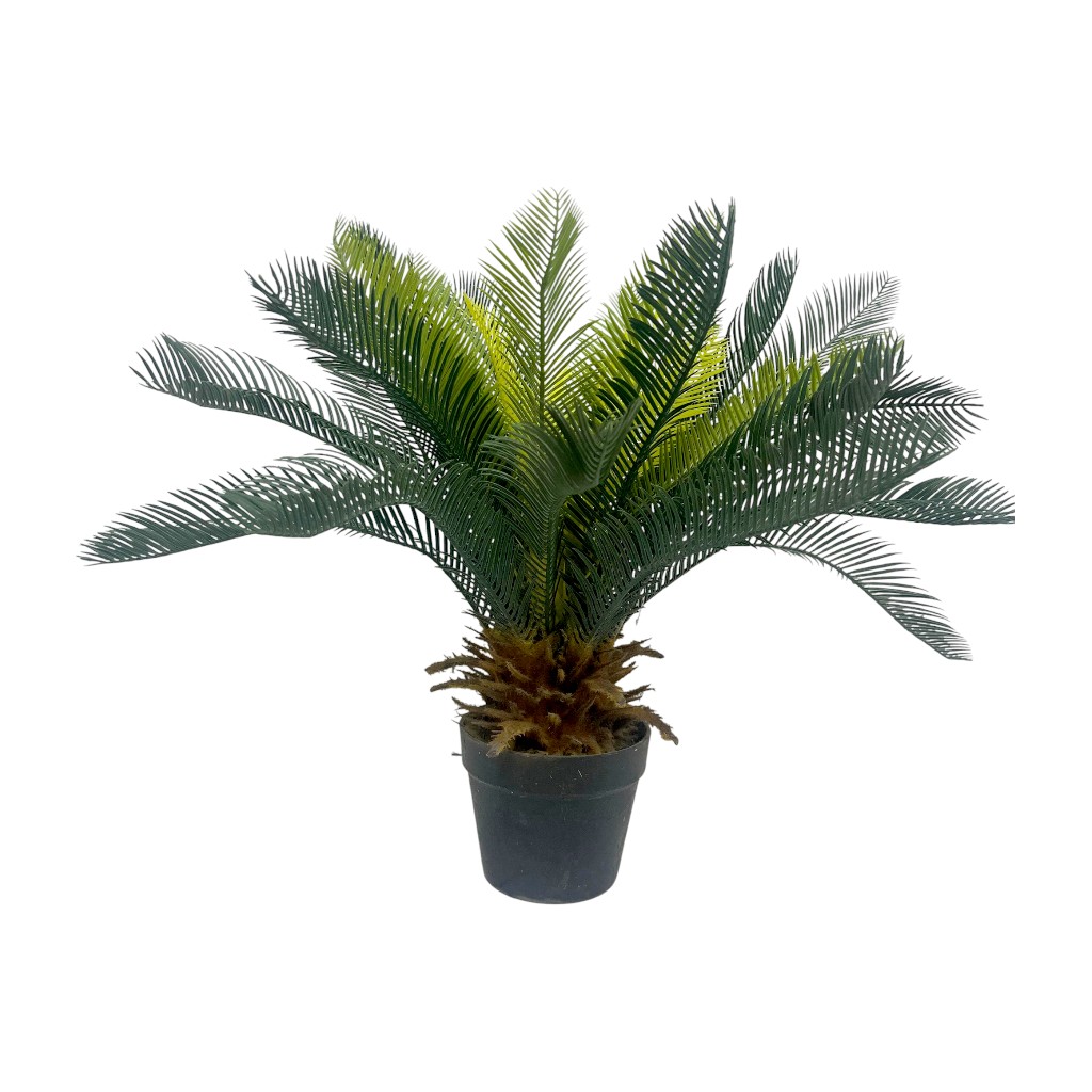 Palma De Sagu 60Cm