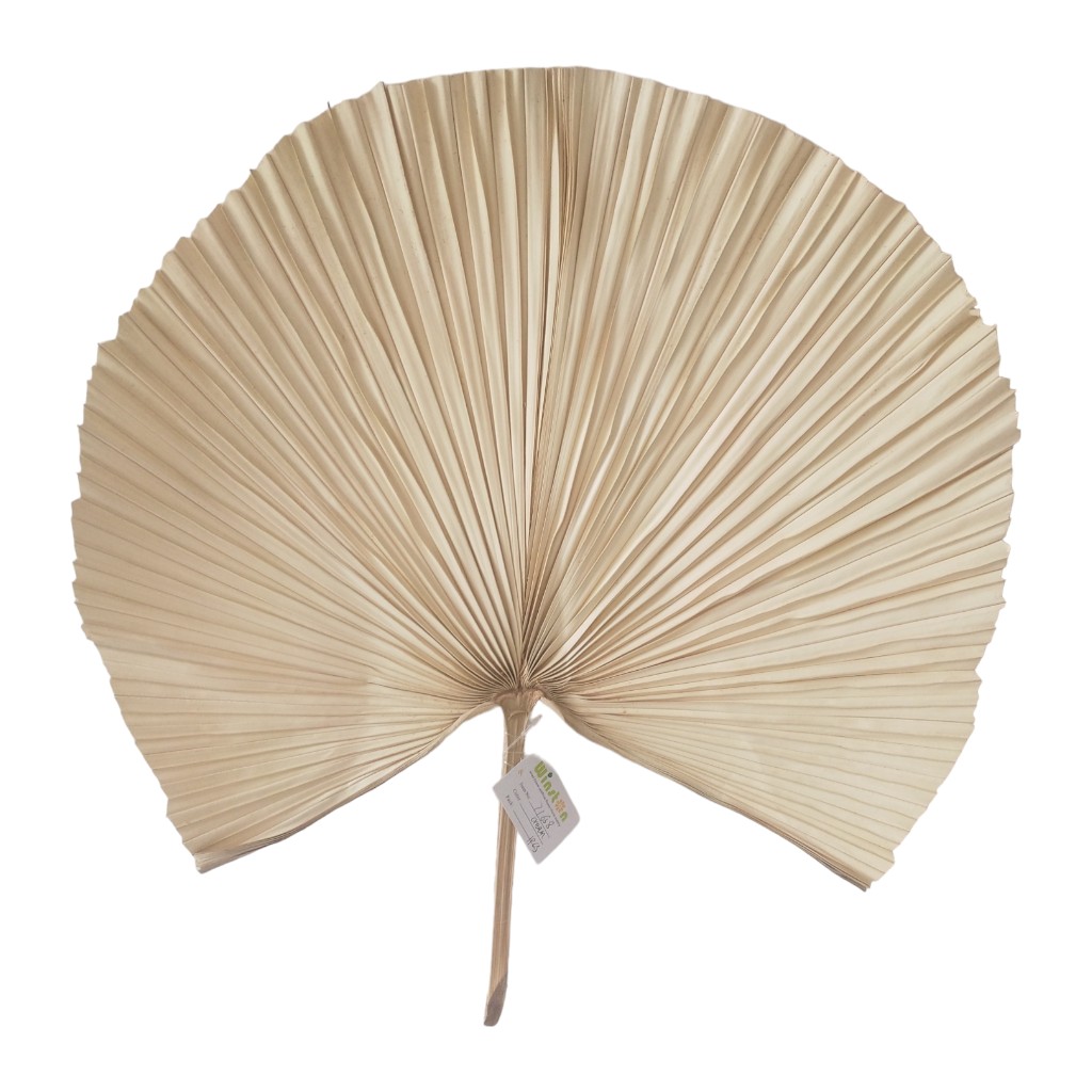 Palma De Abanico Crema 45Cm