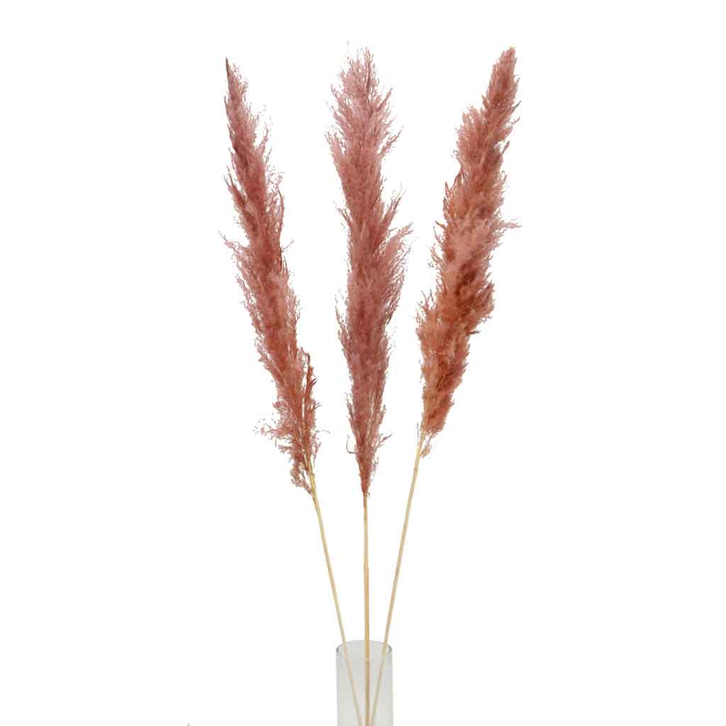 Ramo De Pampas Marron 3piezas 1m