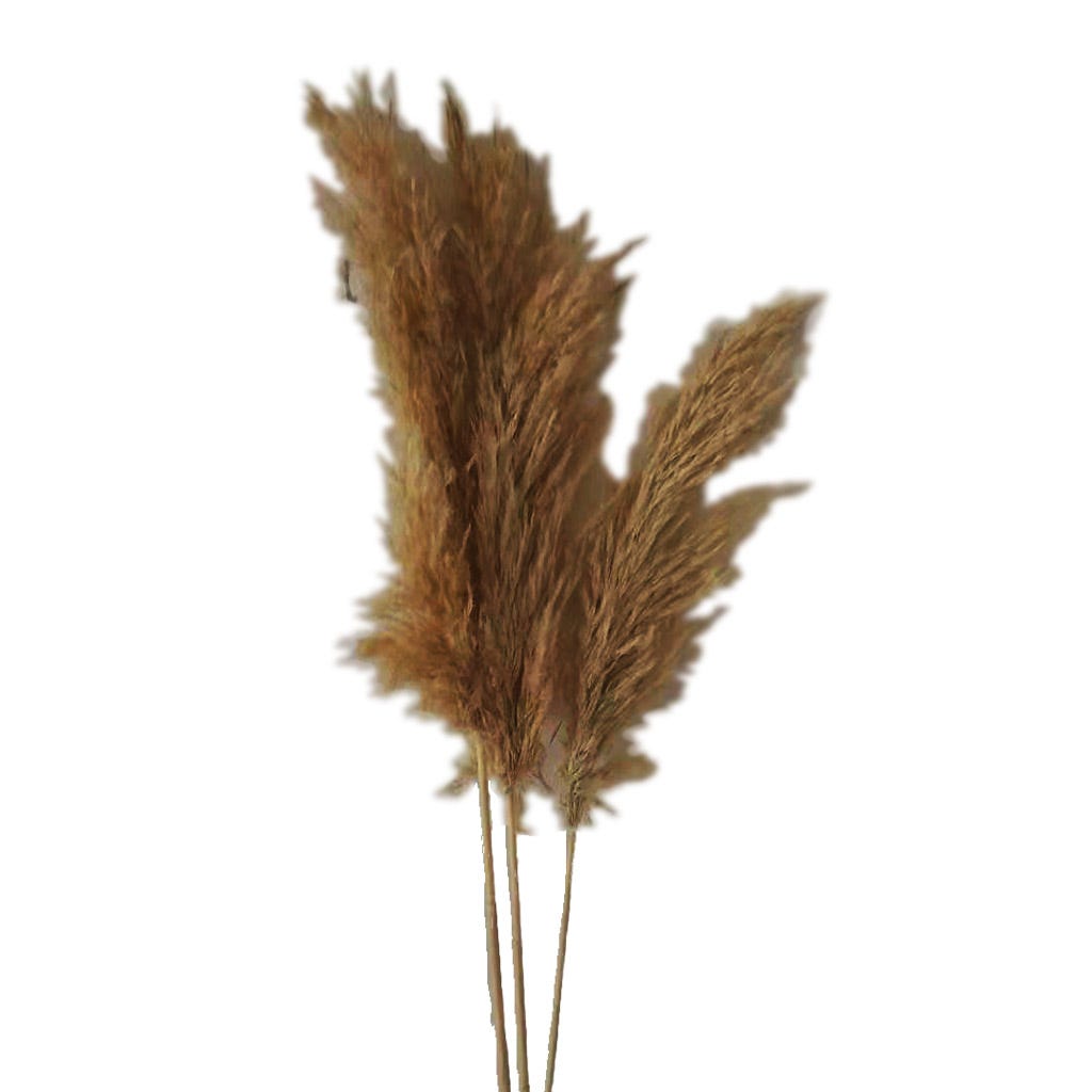 Ramo De Pampas Crema 3 Piezas 90m