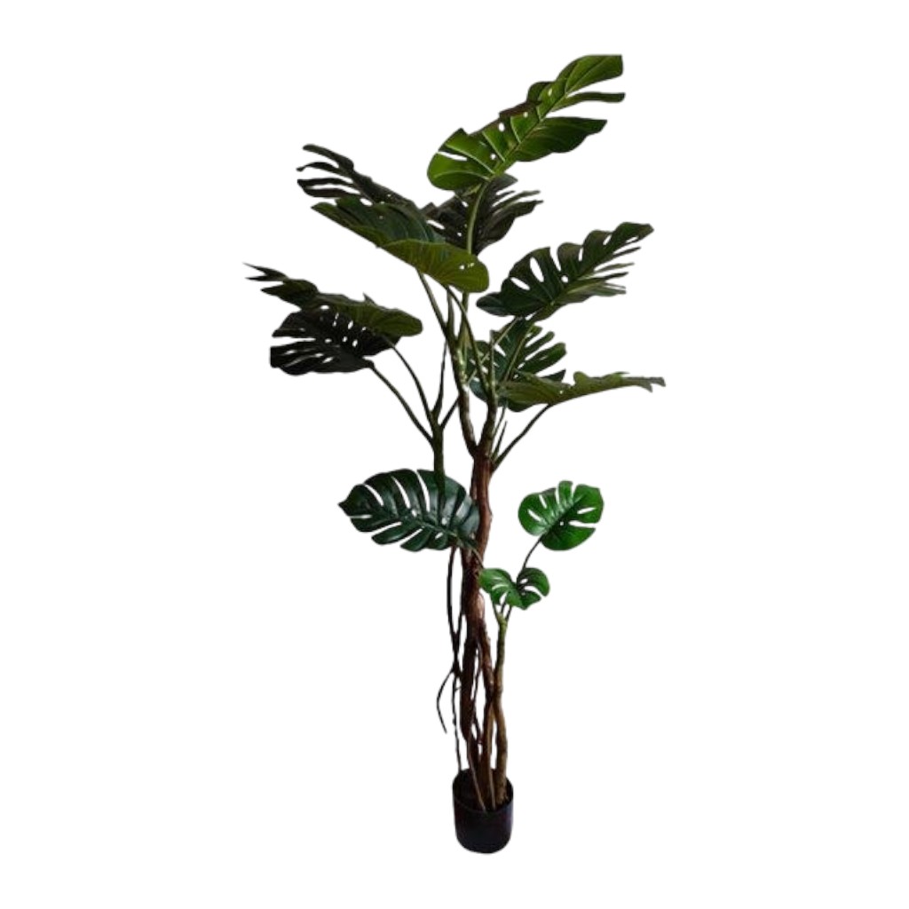 Monstera En Pote 180cm