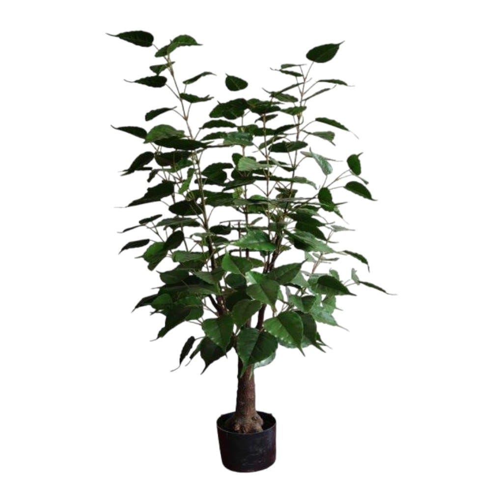 Hibiscus En Pote 150cm
