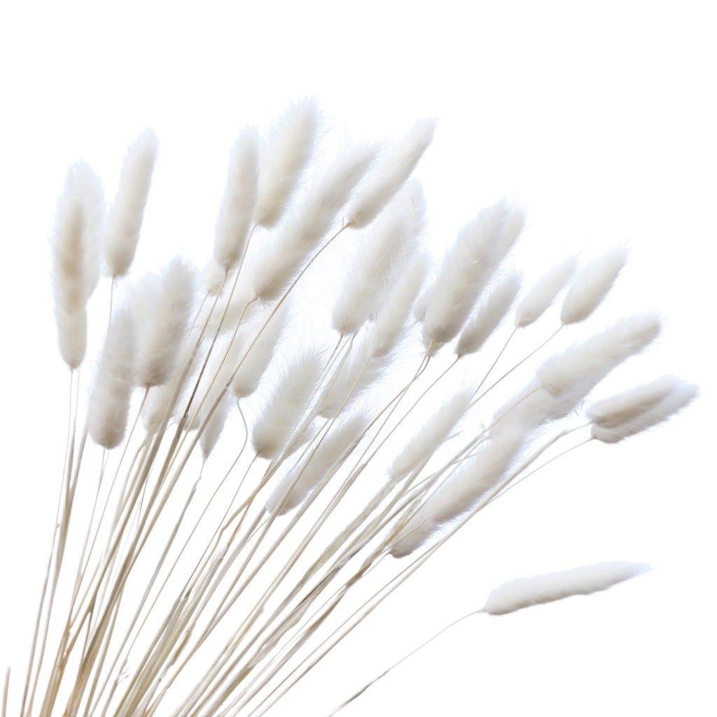 Ramo De Lagurus Blanco 35 Pcs 50Cm