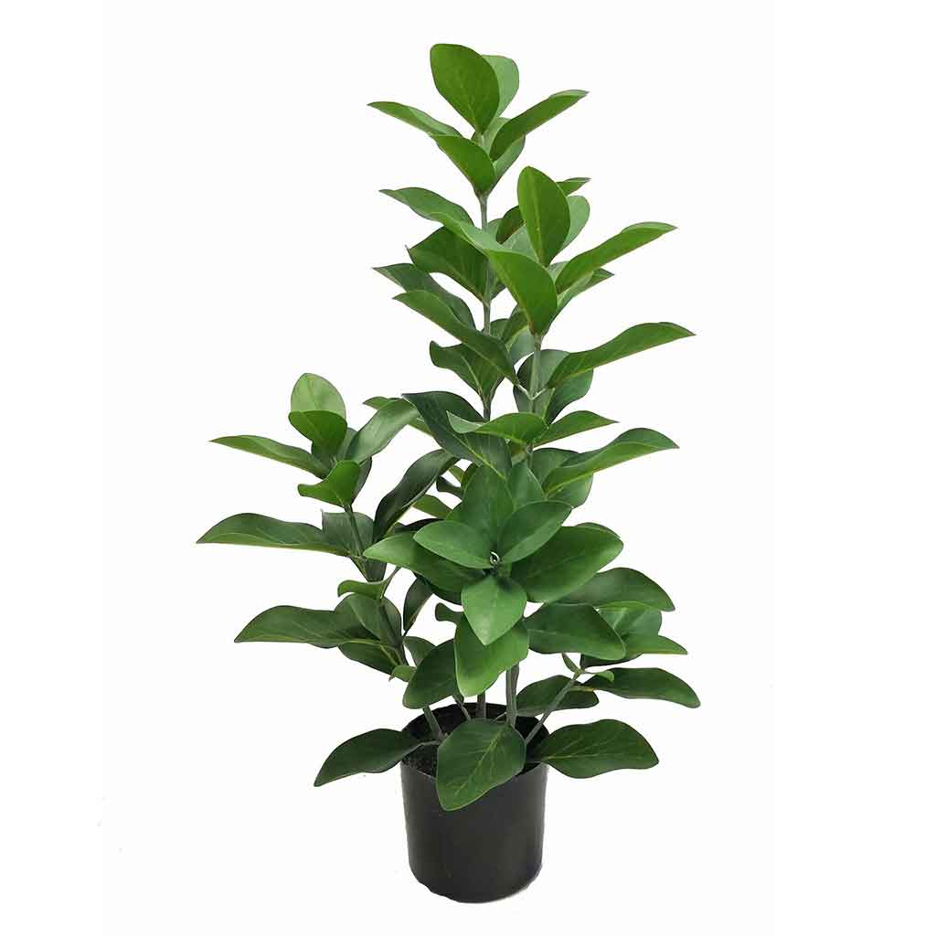 Planta Artificial Arbol De Hojas Grandes En Maceta